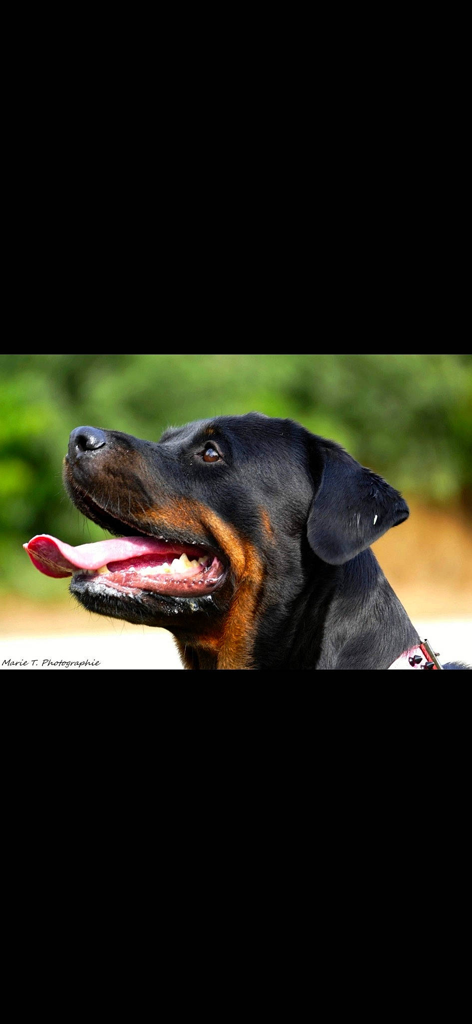 Gaya participe au concours pour gagner de l'argent avec cette photo : canidae, carnivore, companion_dog, dog, dog_breed, hunting_dog, snout, sporting_group, working_animal, working_dog