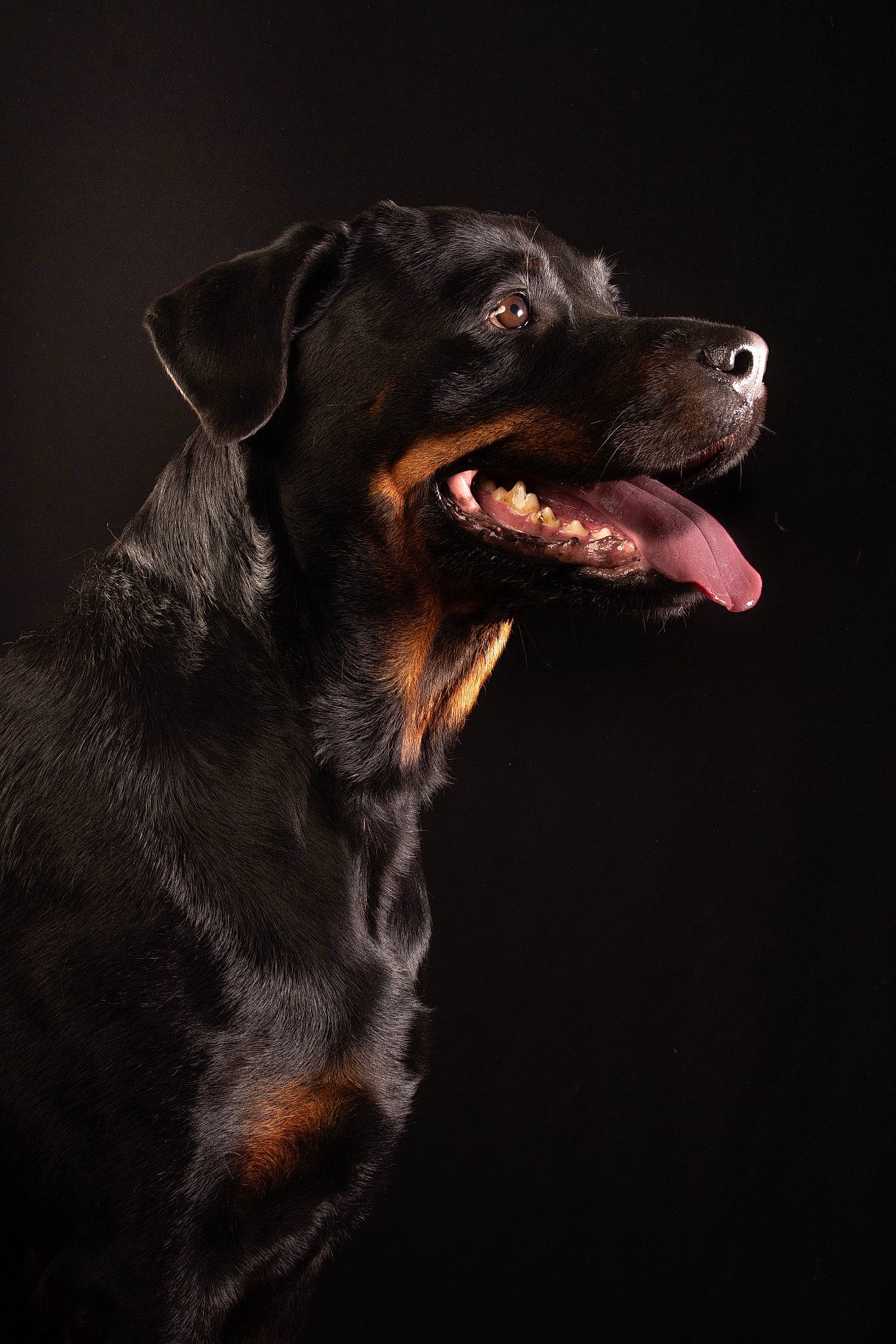 Gaya participe au concours pour gagner de l'argent avec cette photo : borador, canidae, carnivore, collar, companion_dog, darkness, dog, dog_breed, dog_collar, flash_photography, fur, guard_dog, hunting_dog, liquid, snout, sporting_group, terrestrial_animal, whiskers, working_animal, working_dog