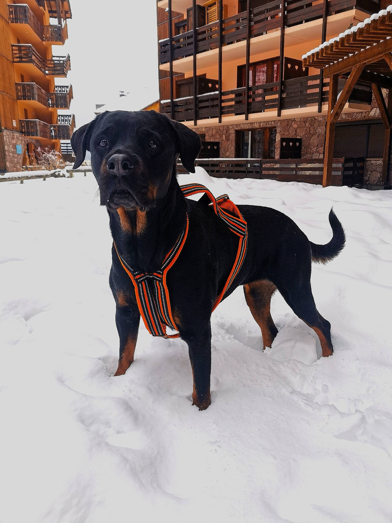Gaya participe au concours pour gagner de l'argent avec cette photo : building, canidae, carnivore, collar, companion_dog, dog, dog_breed, dog_collar, dog_supply, fawn, guard_dog, leash, pet_supply, rottweiler, snout, snow, sporting_group, window, winter, working_animal