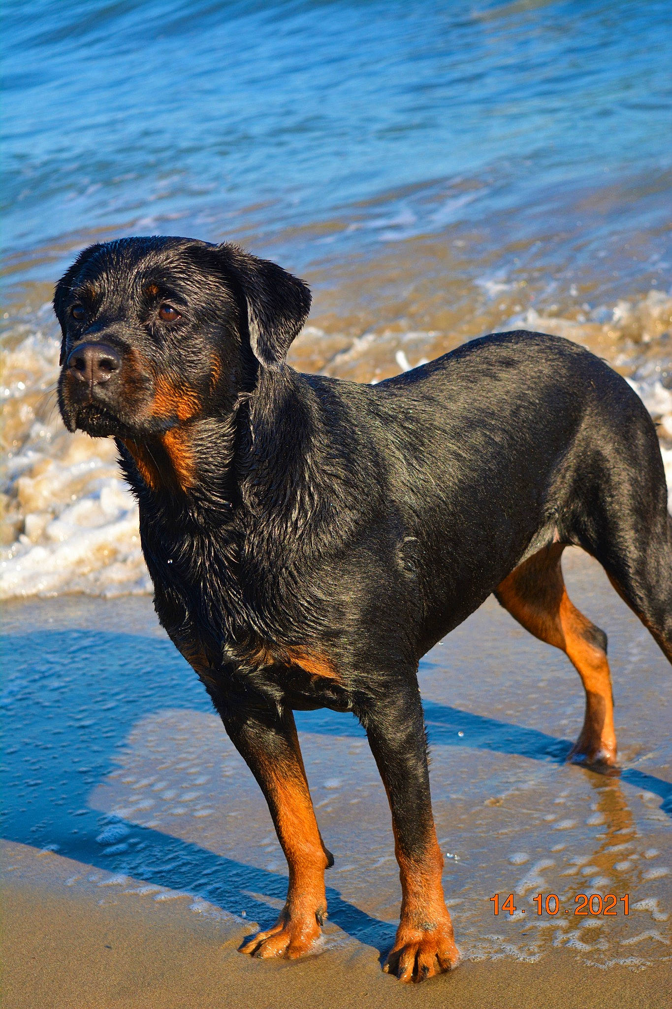 Gaya participe au concours pour gagner de l'argent avec cette photo : beach, canidae, carnivore, companion_dog, dog, dog_breed, door_mat, fawn, guard_dog, hunting_dog, ocean, snout, sporting_group, tail, terrestrial_animal, water, working_animal, working_dog