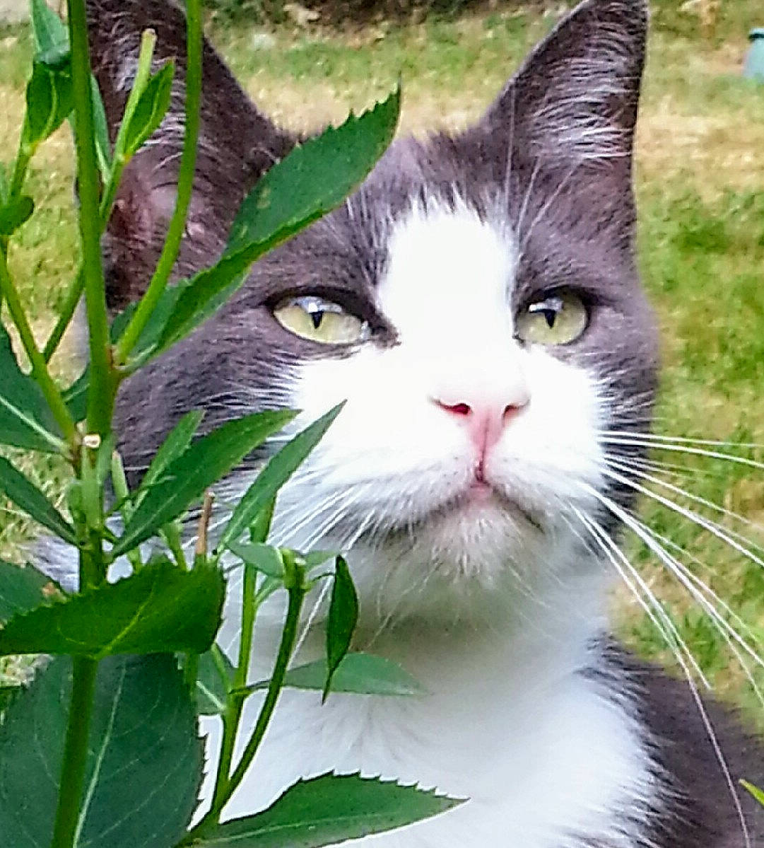 Arthur participe au concours pour gagner de l'argent avec cette photo : carnivore, cat, domestic_short_haired_cat, eye, felidae, fur, grass, groundcover, herb, leaf, photo_caption, plant, shrub, small_to_medium_sized_cats, snout, tail, terrestrial_plant, tree, whiskers