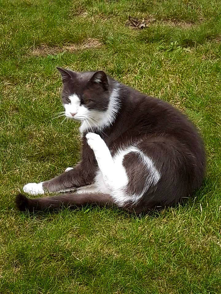 Arthur participe au concours pour gagner de l'argent avec cette photo : canidae, carnivore, cat, dog_breed, domestic_short_haired_cat, felidae, fur, grass, grassland, groundcover, pasture, plant, small_to_medium_sized_cats, snout, sporting_group, tail, terrestrial_animal, tree, whiskers
