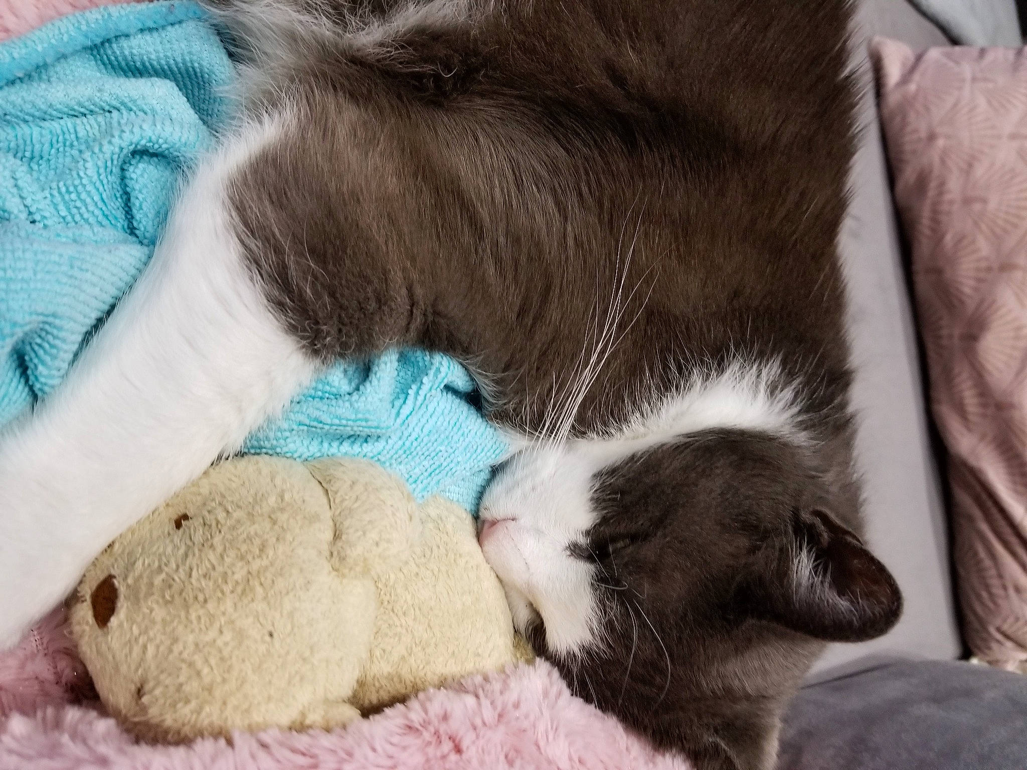 Arthur participe au concours pour gagner de l'argent avec cette photo : canidae, carnivore, cat, comfort, companion_dog, dog, dog_breed, fawn, felidae, foot, gesture, human_leg, paw, pet_supply, small_to_medium_sized_cats, snout, sporting_group, tail, whiskers, working_animal