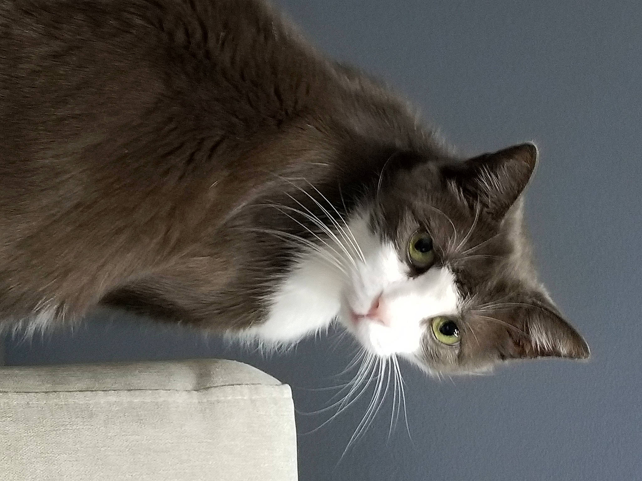 Arthur a rejoint le concours — aidez-le/la à gagner de superbes lots ! carnivore, cat, domestic_short_haired_cat, felidae, fur, grey, monochrome_photography, paw, small_to_medium_sized_cats, tail, tree, whiskers, window