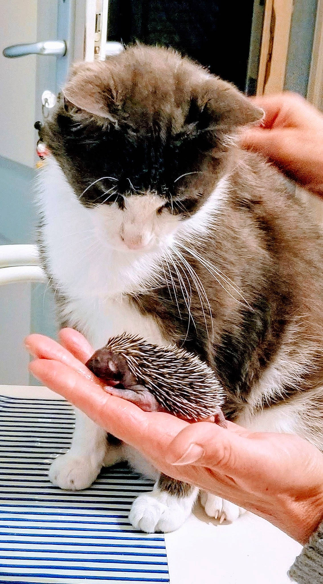 Arthur a rejoint le concours — aidez-le/la à gagner de superbes lots ! animal_feed, carnivore, cat, cat_supply, claw, domestic_short_haired_cat, drinking, felidae, finger, fur, gesture, hand, nail, paw, pet_food, pet_supply, small_animal_food, small_to_medium_sized_cats, snout, whiskers