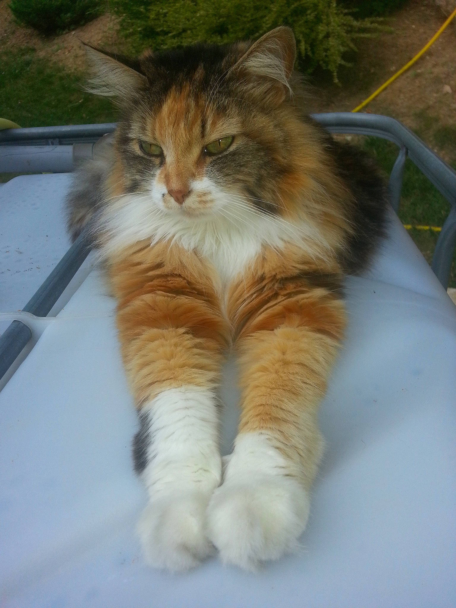 Princesse a rejoint le concours — aidez-le/la à gagner de superbes lots ! carnivore, cat, claw, domestic_short_haired_cat, fawn, felidae, fur, grass, paw, plant, sitting, small_to_medium_sized_cats, snout, tail, terrestrial_animal, whiskers, windshield