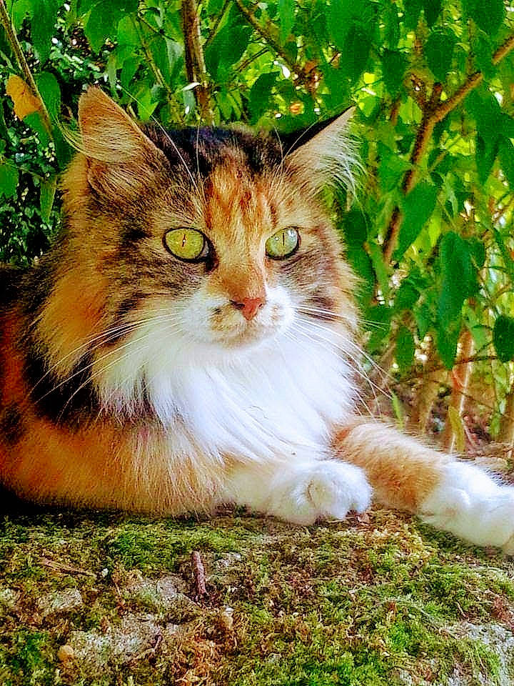 Princesse participe au concours pour gagner de l'argent avec cette photo : art, carnivore, cat, domestic_short_haired_cat, fawn, felidae, fur, grass, groundcover, natural_landscape, paw, plant, sitting, small_to_medium_sized_cats, snout, tail, terrestrial_animal, tree, whiskers, wildlife