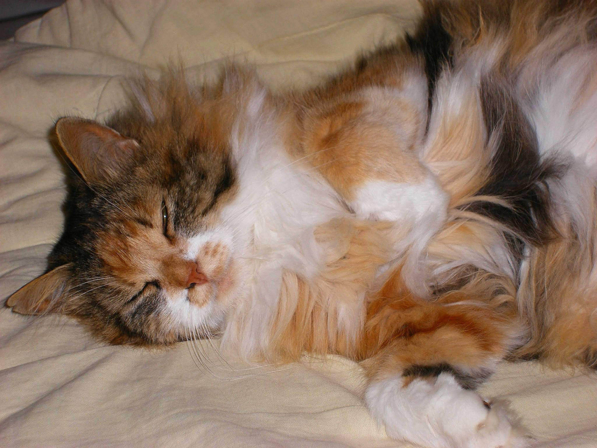 Princesse a rejoint le concours — aidez-le/la à gagner de superbes lots ! carnivore, cat, claw, comfort, domestic_short_haired_cat, fawn, felidae, fur, nap, paw, sleep, small_to_medium_sized_cats, snout, tail, terrestrial_animal, whiskers