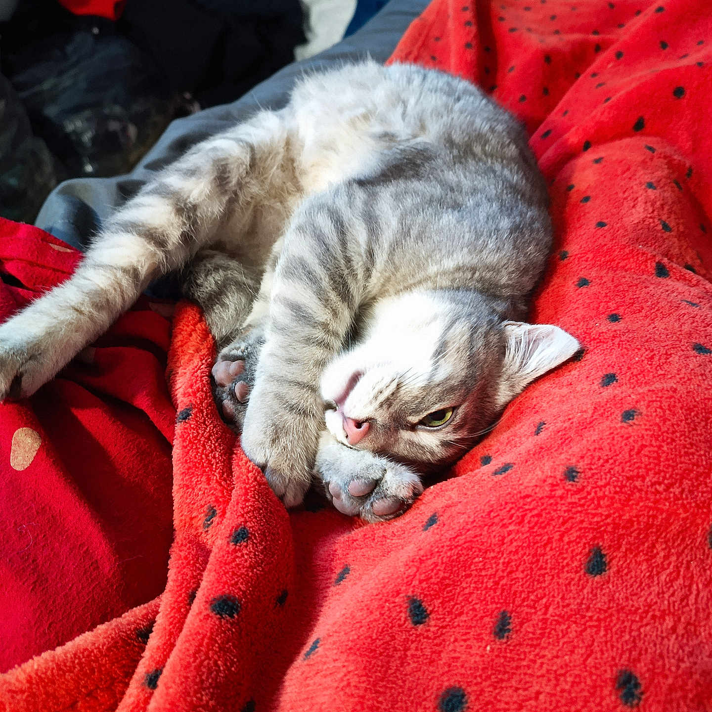 Réglisse a rejoint le concours — aidez-le/la à gagner de superbes lots ! abyssinian, animal, back, bed, blanket, bodypart, cat, couch, furniture, homedecor, kitten, laundry, linen, manx, person, pet, quilt, siamese, sleeping, towel