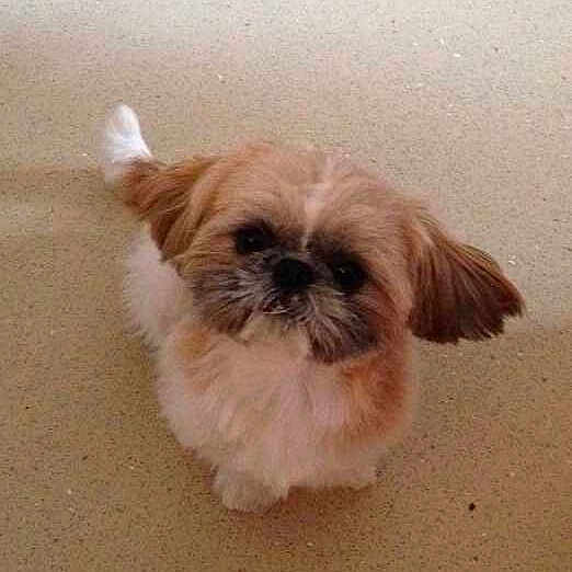 Alfie is registered to the contest to win money with this photo: