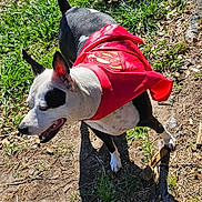 Snugglez is registered to the contest to win money with this photo: dog, canine, superhero_cape, red_cape, cape, black_and_white, outdoor, grass, paws, stick, shadow, sunlight, panting, ears, nose, tongue, dirt, playful, collar, park
