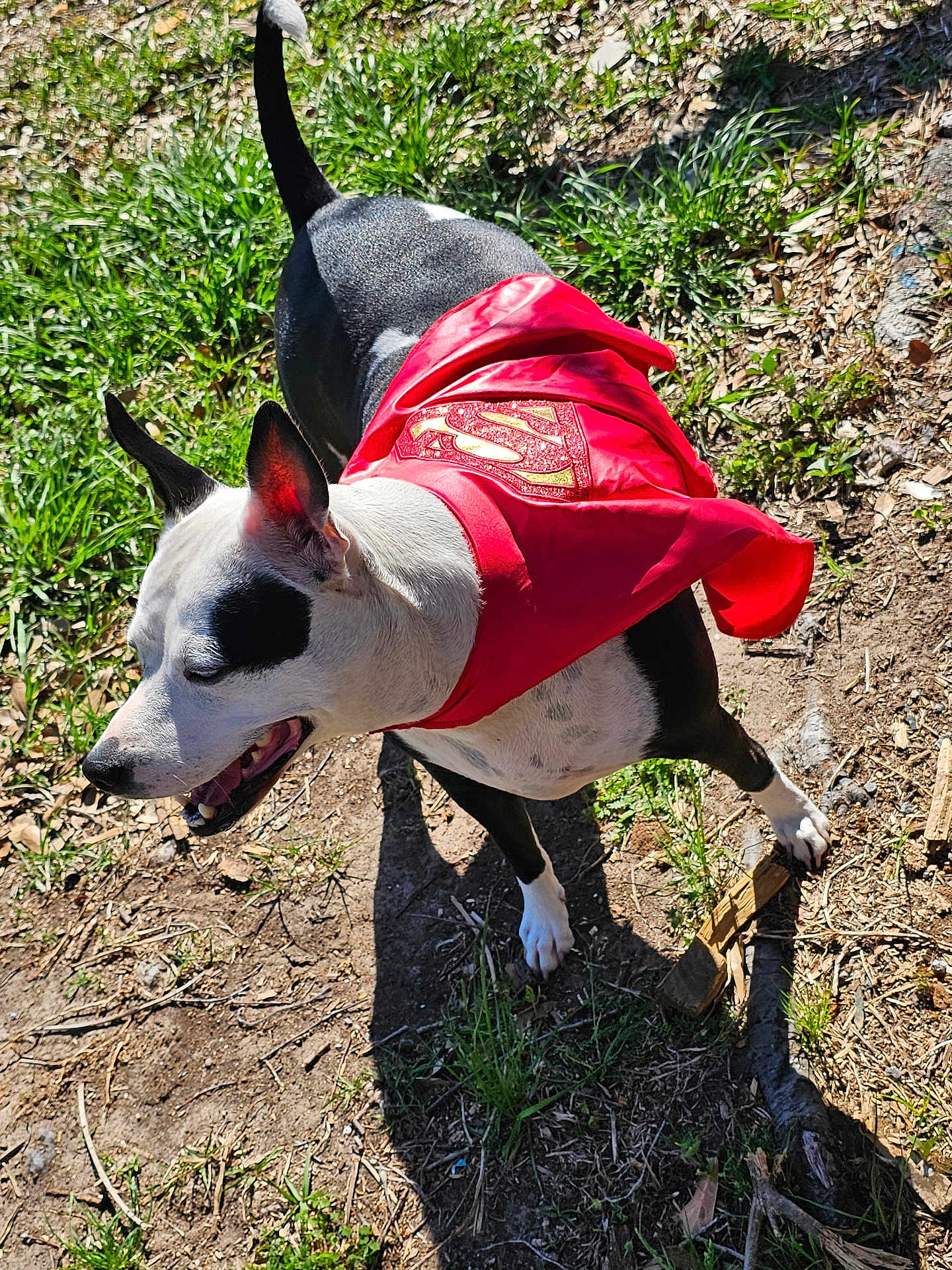 Snugglez is registered to the contest to win money with this photo: dog, canine, superhero_cape, red_cape, cape, black_and_white, outdoor, grass, paws, stick, shadow, sunlight, panting, ears, nose, tongue, dirt, playful, collar, park