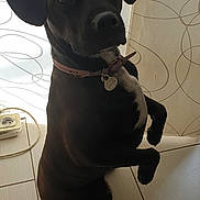 Satya participe au concours pour gagner de l'argent avec cette photo : alert, animal, black_dog, collar, companion, cord, curious, curtain, cute, dog, domestic_animal, floor, indoor, leash_tag, pet, portrait, power_strip, sitting, tile_floor, white_patch