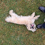 Nyreen participe au concours pour gagner de l'argent avec cette photo : animal, boots, canine, casual, dog, field, fur, grass, happy, jeans, lying_down, nature, outdoor, person, pet, playful, relaxed, summer, tongue_out, walking