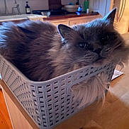 Coco joined the competition — help win amazing prizes! cat, gray_cat, fluffy_fur, basket, plastic_basket, table, wooden_table, indoor, cozy, relaxed, pet, animal, feline, kitchen, background_blur, domestic, fur, whiskers, ears, face