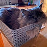 cat, gray_cat, fluffy_fur, basket, plastic_basket, table, wooden_table, indoor, cozy, relaxed, pet, animal, feline, kitchen, background_blur, domestic, fur, whiskers, ears, face