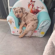 Baya a rejoint le concours — aidez-le/la à gagner de superbes lots ! puppy, dog, canine, pet, sitting, armchair, furniture, indoors, home, floor, tile, cabinet, chair, speckled_coat, short_hair, brown, gray, cute, portrait, foreground_dog
