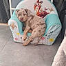 puppy, dog, canine, pet, sitting, armchair, furniture, indoors, home, floor, tile, cabinet, chair, speckled_coat, short_hair, brown, gray, cute, portrait, foreground_dog