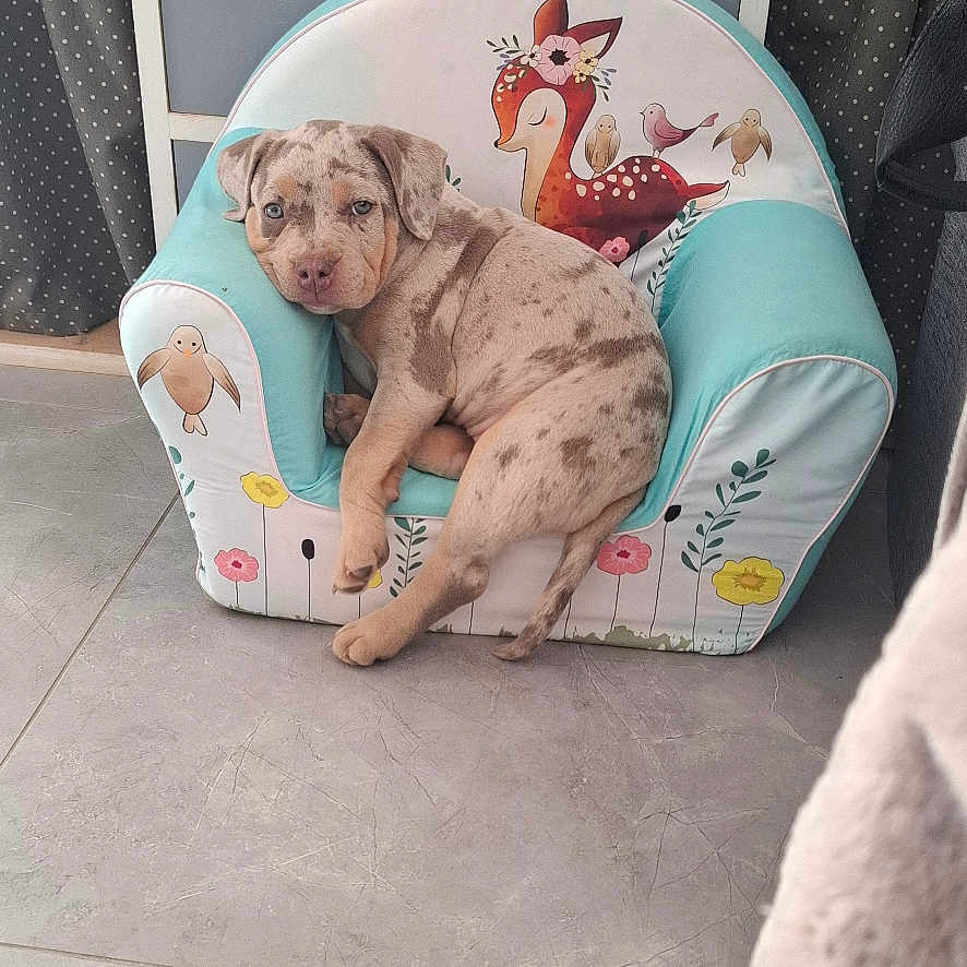 Baya