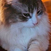 Lucas is registered to the contest to win money with this photo: animal, calm, cat, closeup, cozy, cute, domestic, feline, fluffy, fur, indoor, mammal, pet, portrait, relaxed, resting, sleepy, soft, warm, whiskers