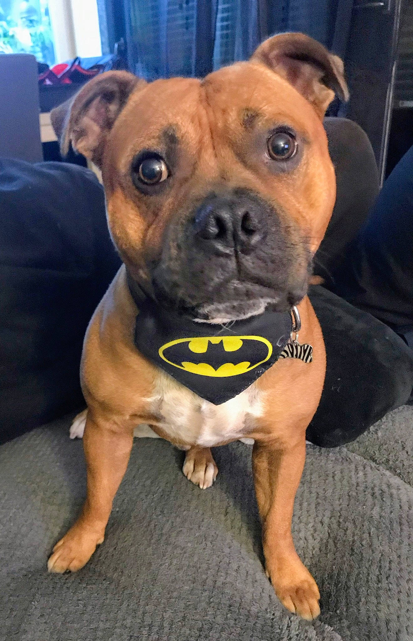 Orus a rejoint le concours — aidez-le/la à gagner de superbes lots ! canidae, carnivore, collar, comfort, companion_dog, couch, dog, dog_breed, dog_supply, fawn, floor, guard_dog, mammal, neck, pet_supply, skin, snout, whiskers, working_animal, working_dog