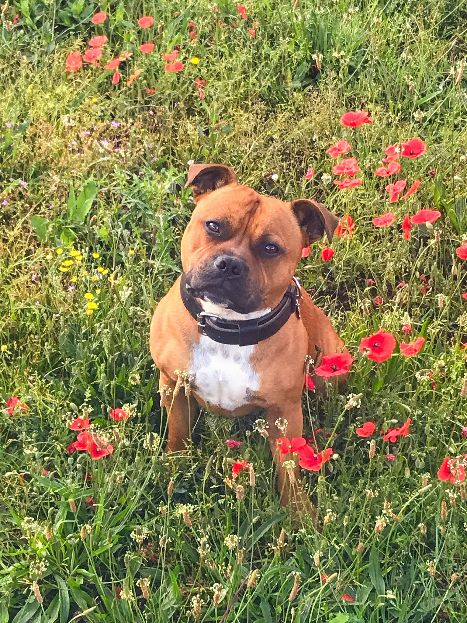 Orus participe au concours pour gagner de l'argent avec cette photo : carnivore, collar, companion_dog, dog, dog_breed, dog_collar, dog_supply, fawn, garden, groundcover, liver, mammal, pet_supply, petal, plant, plant_community, shrub, snout, sporting_group, wildflower