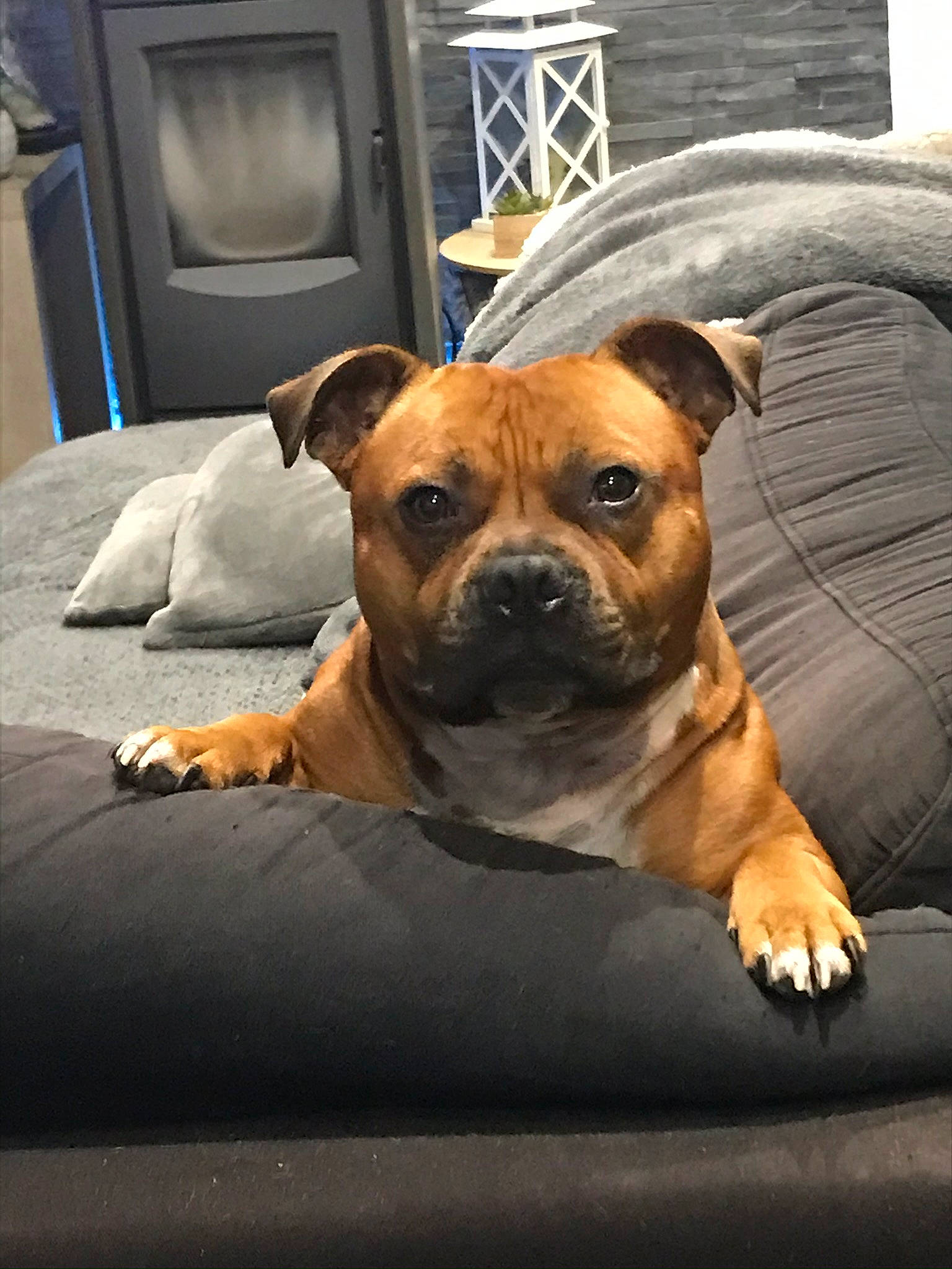 Orus a rejoint le concours — aidez-le/la à gagner de superbes lots ! canidae, carnivore, collar, companion_dog, dog, dog_breed, dog_supply, door, fawn, guard_dog, home_door, liver, loudspeaker, mammal, old_english_bulldog, pet_supply, snout, whiskers, working_animal, working_dog