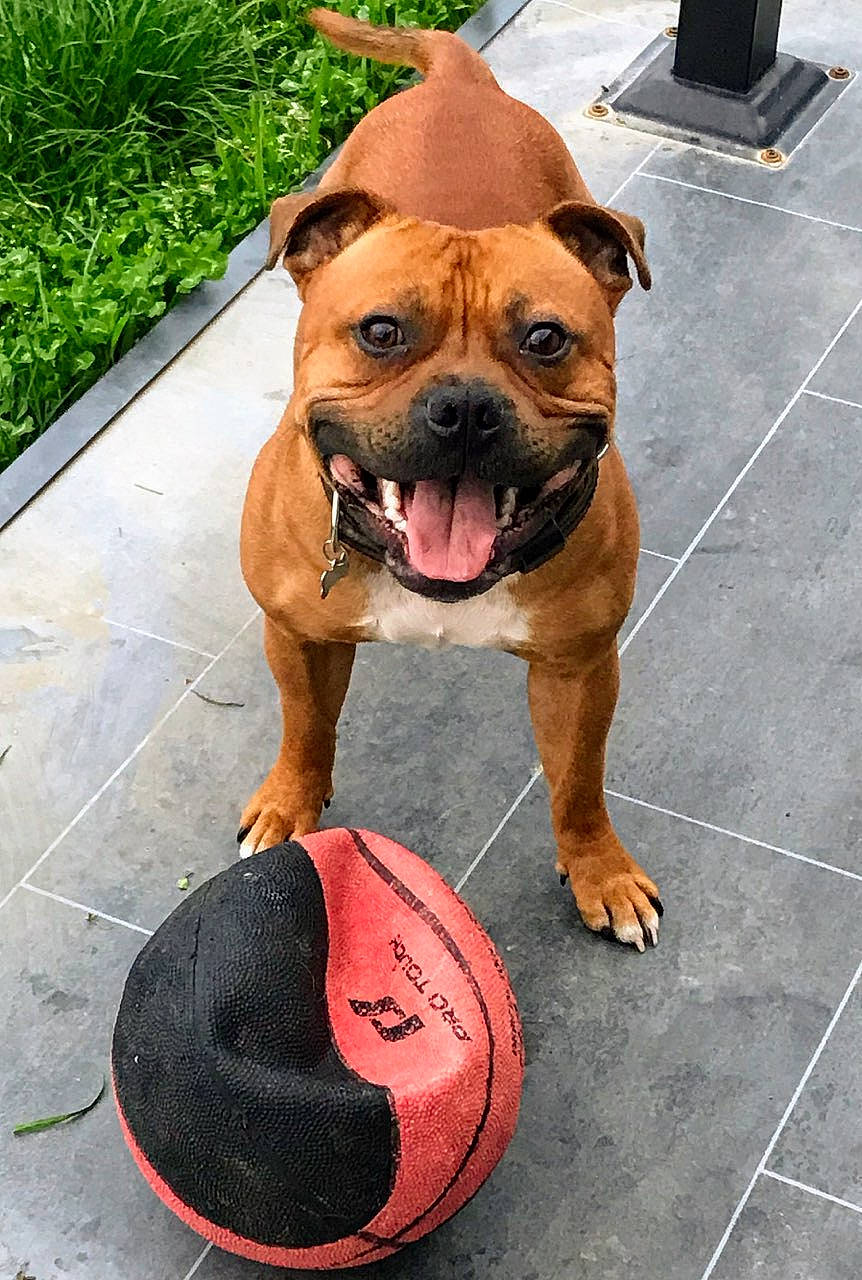 Orus participe au concours pour gagner de l'argent avec cette photo : canidae, carnivore, companion_dog, dog, dog_breed, dog_supply, fawn, guard_dog, liver, old_english_bulldog, pet_supply, snout, sporting_group, tile, working_animal, working_dog