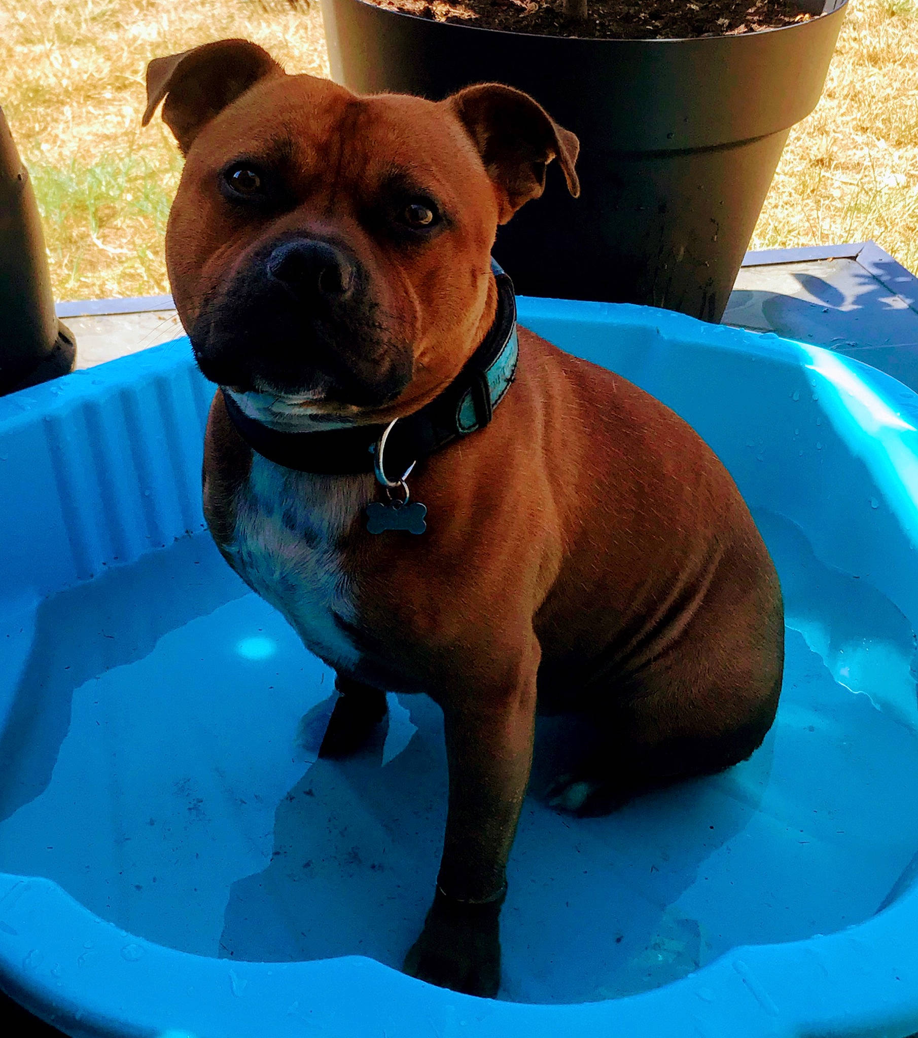 Orus a rejoint le concours — aidez-le/la à gagner de superbes lots ! aqua, canidae, carnivore, collar, companion_dog, dog, dog_breed, dog_collar, dog_supply, fawn, flowerpot, liver, pet_supply, snout, sporting_group, turquoise, whiskers, working_animal, working_dog