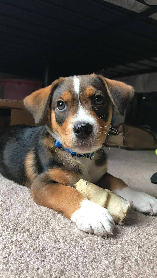 Tucker is registered to the contest to win money with this photo: appenzeller_sennenhund, australian_shepherd, austrian_pinscher, beagador, beagle, beaglier, canidae, carnivore, companion_dog, dog, dog_breed, entlebucher_mountain_dog, mammal, pocket_beagle, puppy, rare_breed_dog, snout, vertebrate, whiskers, working_dog