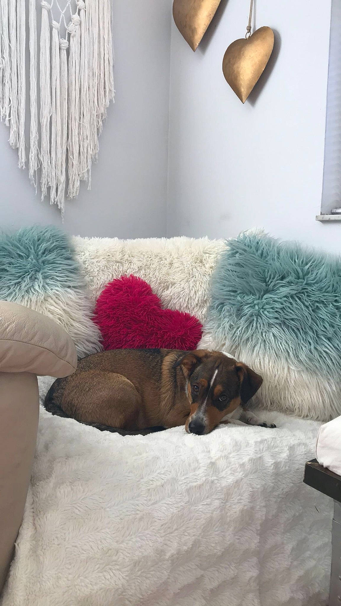 Tucker joined the competition — help win amazing prizes! bedroom, canidae, carnivore, comfort, companion_dog, couch, dog, dog_breed, fawn, fur, furniture, interior_design, linens, nap, puppy, room, tail