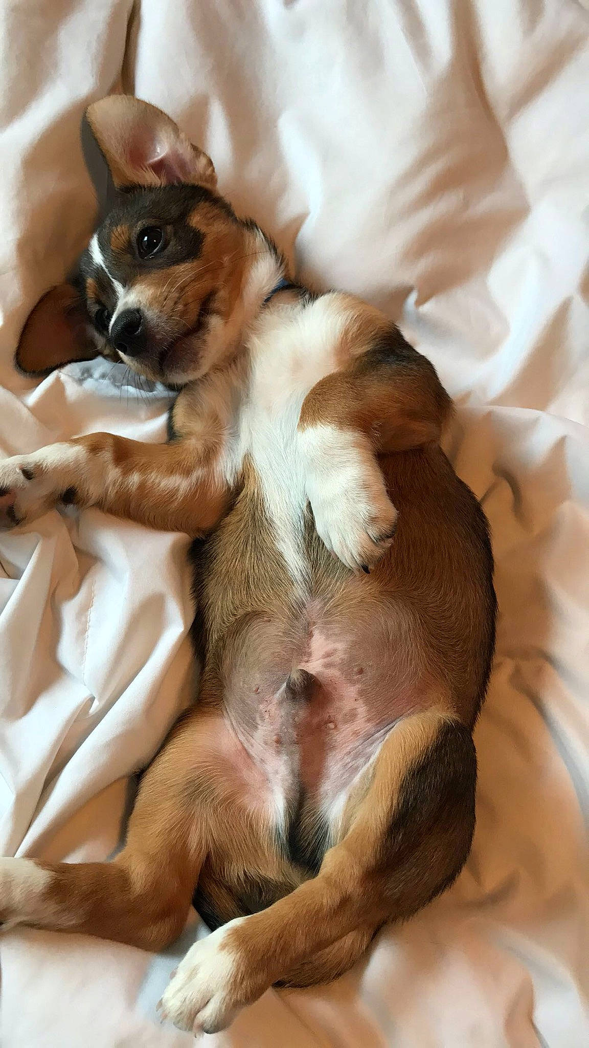 Tucker is registered to the contest to win money with this photo: canidae, carnivore, companion_dog, dog, dog_breed, fawn, mammal, puppy, puppy_love, sporting_group