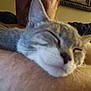 Charlotte is registered to the contest to win money with this photo: cat, sleeping, close_up, gray_cat, pet, feline, indoor, resting, arm, human_skin, blurred_background, cozy, domestic_animal, cute, whiskers, fur, relaxation, nap, face, animal