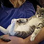 Charlotte is registered to the contest to win money with this photo: cat, person, arm, holding, gray_cat, white_fur, relaxed, indoor, blue_shirt, pet, cute, feline, comfort, resting, fur, paw, animal, domestic, closeup, beard