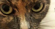 Mobylette a rejoint le concours — aidez-le/la à gagner de superbes lots ! american_wirehair, asian, burmese, carnivore, cat, close_up, domestic_short_haired_cat, eye, felidae, german_rex, javanese, mammal, nose, oriental_longhair, oriental_shorthair, singapura, small_to_medium_sized_cats, snout, vertebrate, whiskers