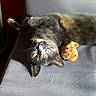 Mobylette participe au concours pour gagner de l'argent avec cette photo : canidae, carnivore, cat, claw, dog_breed, felidae, fur, kitten, maine_coon, small_to_medium_sized_cats, tail