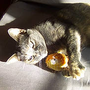 Mobylette a rejoint le concours — aidez-le/la à gagner de superbes lots ! asian, carnivore, cat, claw, domestic_short_haired_cat, ear, european_shorthair, felidae, fur, german_rex, kitten, paw, polydactyl_cat, small_to_medium_sized_cats, snout, whiskers