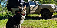 Denali is registered to the contest to win money with this photo: cat, tabby_cat, tree_stump, grass, pickup_truck, truck, outdoor, nature, greenery, sunlight, blue_sky, trees, harness, pet, animal, daytime, vehicle, camping, adventure, curious