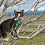 Denali joined the competition — help win amazing prizes! cat, tabby_cat, tree, branches, harness, outdoor, mountains, sky, cloudy, grass, fence, nature, animal, pet, curious, perched, field, leaves, wildlife, adventure