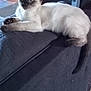 cat, siamese_cat, furniture, couch, indoor, pet, animal, flower, lamp, photograph, decor, table, cozy, relaxing, resting, curious, blue_eyes, domestic_cat, home, living_room