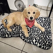 Arya a rejoint le concours — aidez-le/la à gagner de superbes lots ! adorable, animal, bandana, black_and_white, blanket, companion, cozy, cute, dog, domestic, fur, furry, golden_retriever, indoor, lying_down, pet, puppy, resting, tile_floor, young_dog