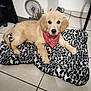 adorable, animal, bandana, black_and_white, blanket, companion, cozy, cute, dog, domestic, fur, furry, golden_retriever, indoor, lying_down, pet, puppy, resting, tile_floor, young_dog