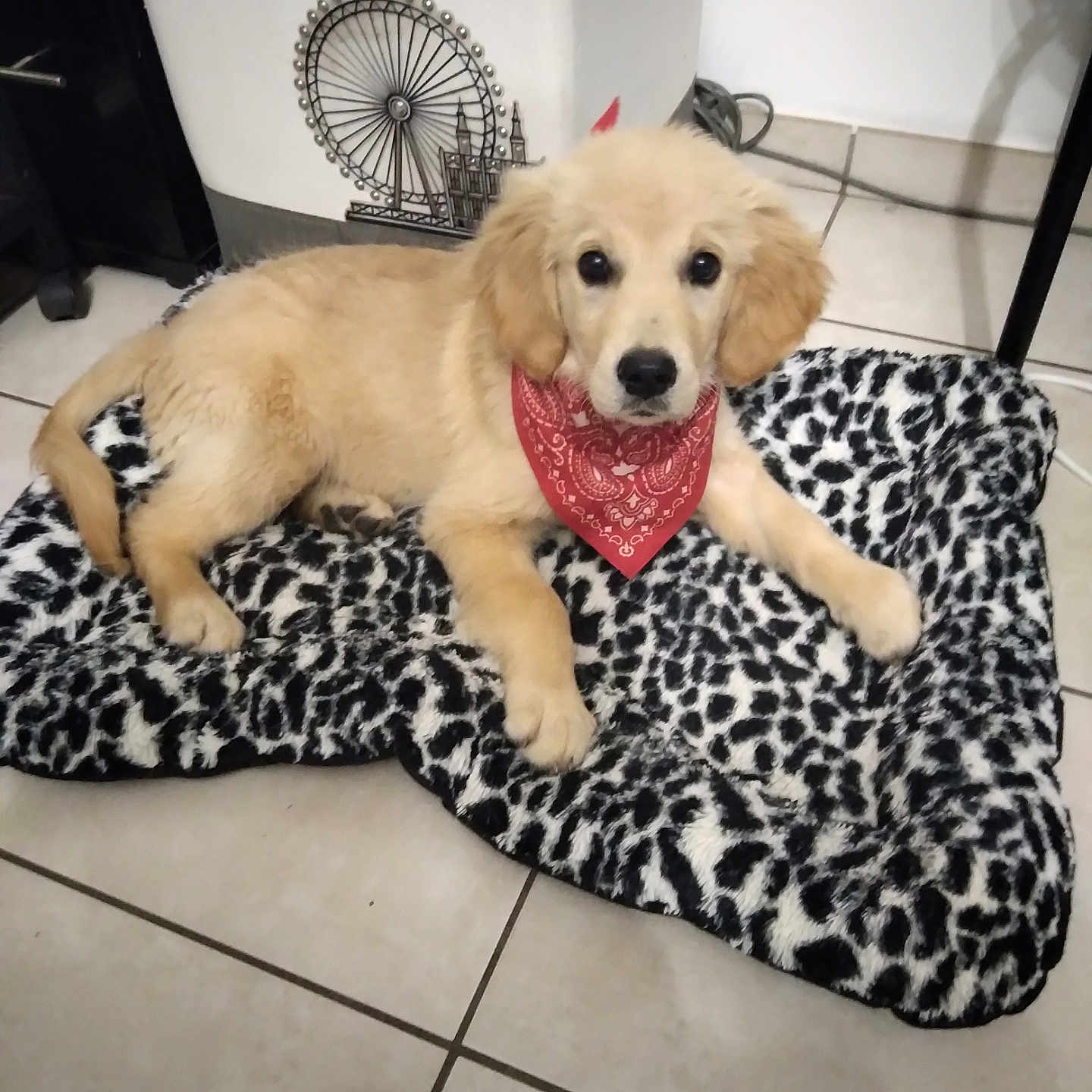 Arya a rejoint le concours — aidez-le/la à gagner de superbes lots ! adorable, animal, bandana, black_and_white, blanket, companion, cozy, cute, dog, domestic, fur, furry, golden_retriever, indoor, lying_down, pet, puppy, resting, tile_floor, young_dog