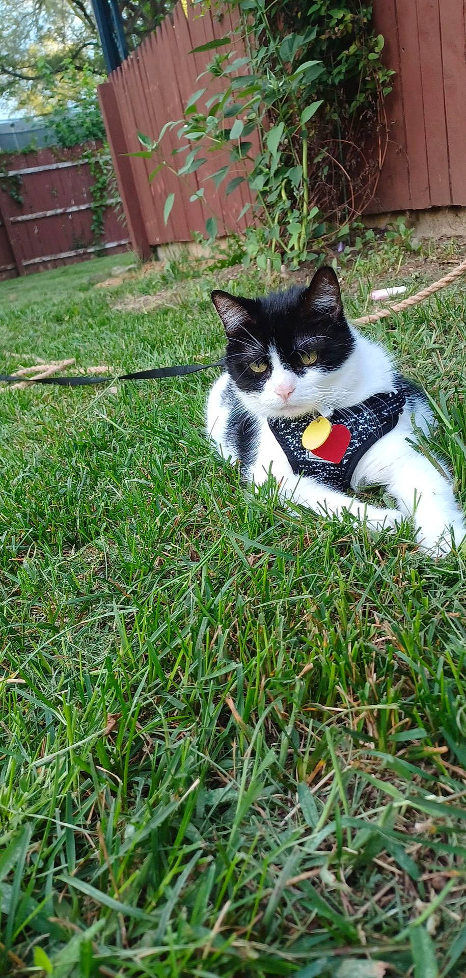 Missy is registered to the contest to win money with this photo: canidae, carnivore, cat, domestic_short_haired_cat, felidae, fence, fur, garden, grass, groundcover, home_fencing, lawn, plant, small_to_medium_sized_cats, sporting_group, tail, terrestrial_animal, tree, whiskers, yard