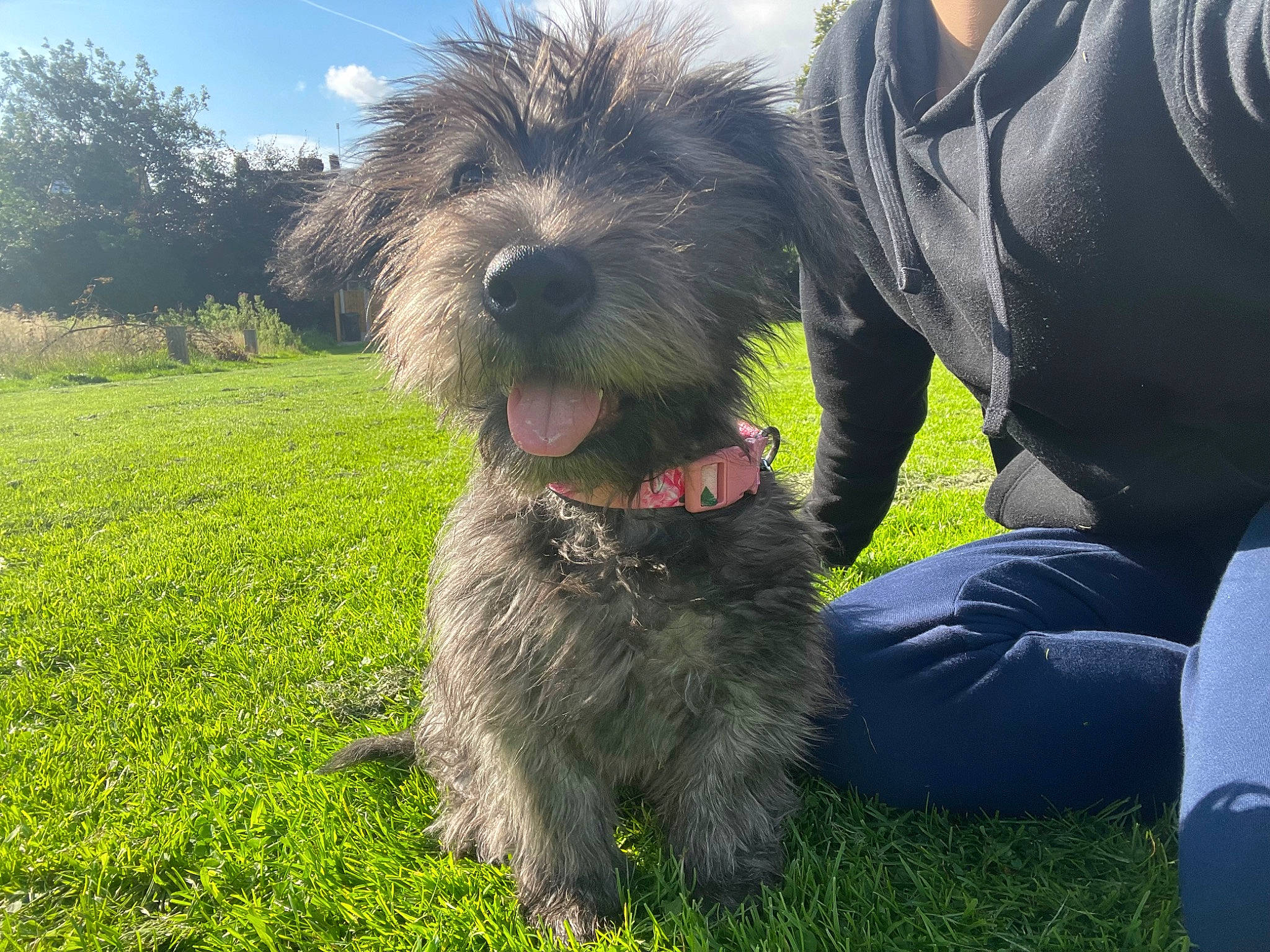 Faye is registered to the contest to win money with this photo: canidae, carnivore, cloud, companion_dog, dog, dog_breed, dog_collar, grass, happy, labradoodle, plant, schnauzer, sky, small_terrier, snout, sporting_group, terrier, toy_dog, tree, working_animal