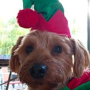 Chevy joined the competition — help win amazing prizes! blinds, canine, christmas_hat, close_up, collar, costume, dog, ears, elf_hat, eyes, face, fur, holiday, indoor, nose, pet, portrait, puppy, small_dog, window