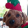 blinds, canine, christmas_hat, close_up, collar, costume, dog, ears, elf_hat, eyes, face, fur, holiday, indoor, nose, pet, portrait, puppy, small_dog, window