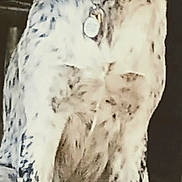 Shadow Blaze is registered to the contest to win money with this photo: dog, black_and_white, sitting, pet, animal, collar, hands, indoor, portrait, looking_at_camera, fur, white_spots, black_spots, medium_sized_dog, front_legs, ears, eyes, nose, calm, human_interaction