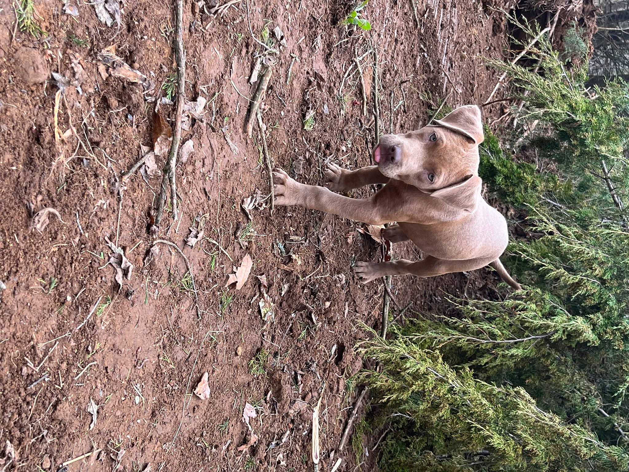 Sadie is registered to the contest to win money with this photo: bedrock, big_cats, canidae, carnivore, fawn, felidae, fur, grass, paw, plant, rock, snout, soil, sporting_group, tail, terrestrial_animal, tree, trunk, wildlife, wood