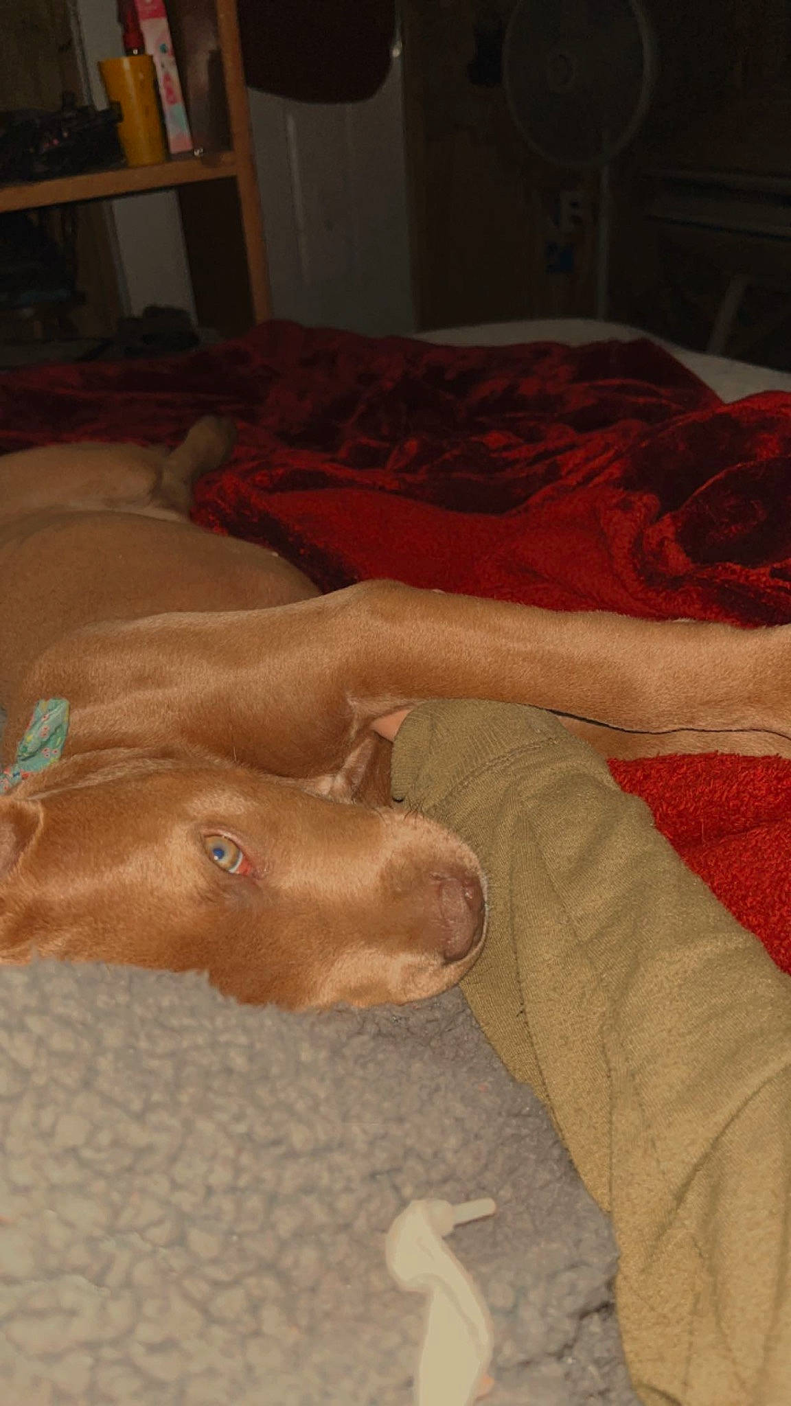 Sadie joined the competition — help win amazing prizes! bed_sheet, bedding, comfort, companion_dog, dog, dog_breed, duvet, fawn, flesh, flooring, fur, hardwood, human_leg, linens, liver, room, sporting_group, textile, wood, working_animal